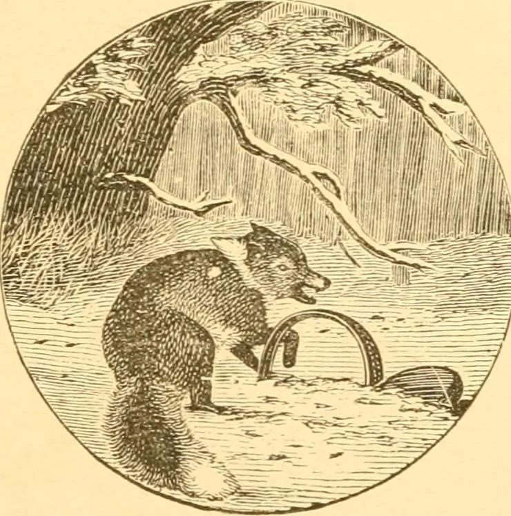 An illustration from Practical taxidermy, and home decoration : together with general information for sportsmen, 1880, leaf 46