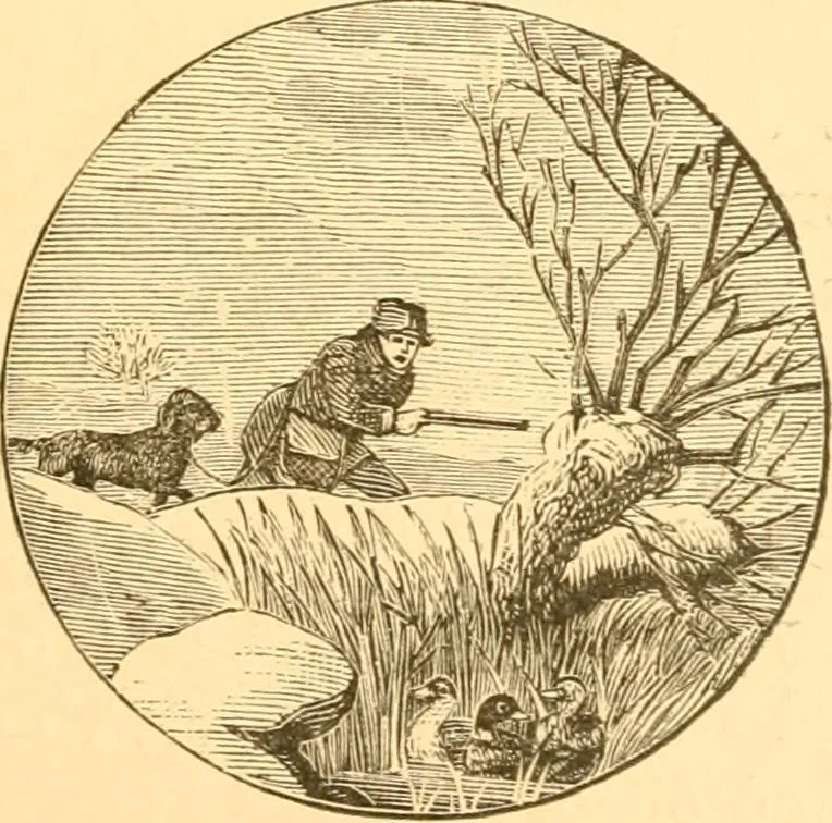 An illustration from Practical taxidermy, and home decoration : together with general information for sportsmen, 1880, leaf 54