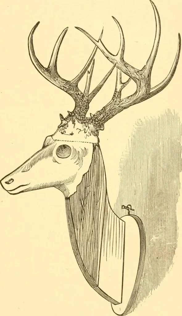 An illustration from Practical taxidermy, and home decoration : together with general information for sportsmen, 1880, leaf 76