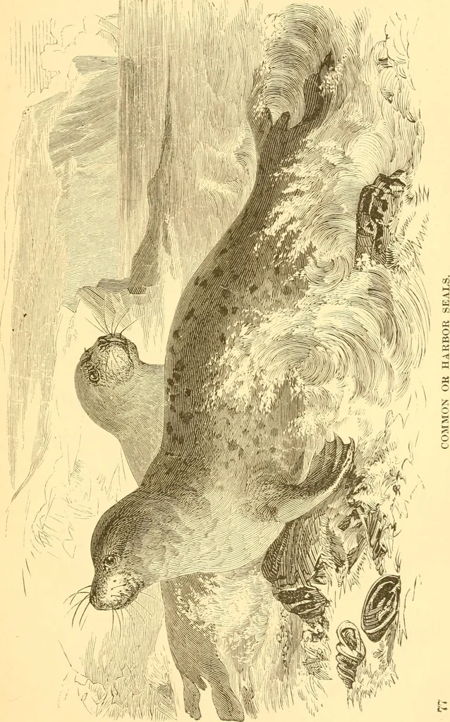 An illustration from Practical taxidermy, and home decoration : together with general information for sportsmen, 1880, leaf 82