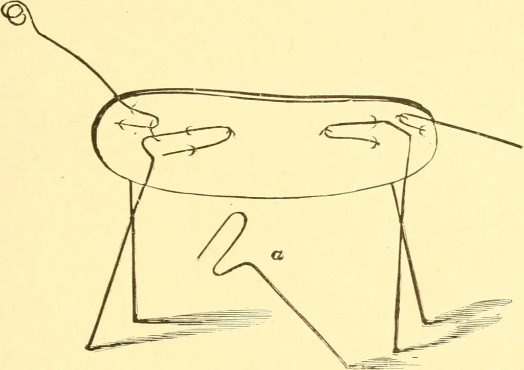 An illustration from Practical taxidermy, and home decoration : together with general information for sportsmen, 1880, leaf 84