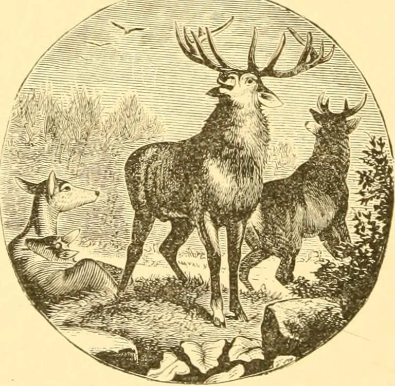 An illustration from Practical taxidermy, and home decoration : together with general information for sportsmen, 1880, leaf 95