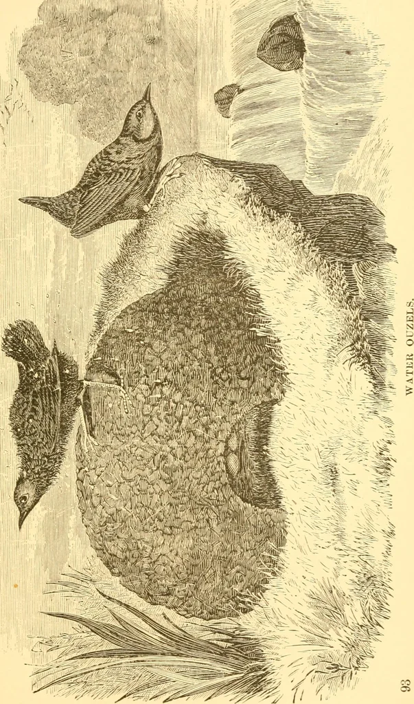 An illustration from Practical taxidermy, and home decoration : together with general information for sportsmen, 1880, leaf 98
