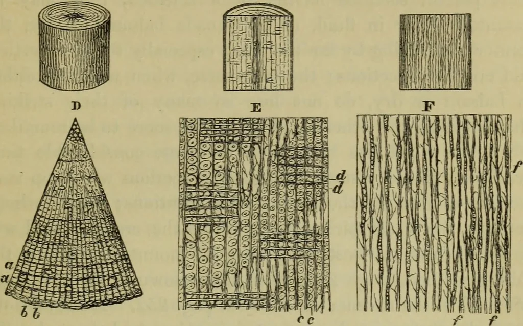 An illustration from A practical treatise on the use of the microscope, including the different methods of preparing and examining animal, vegetable, and mineral structures, 1848, leaf 352