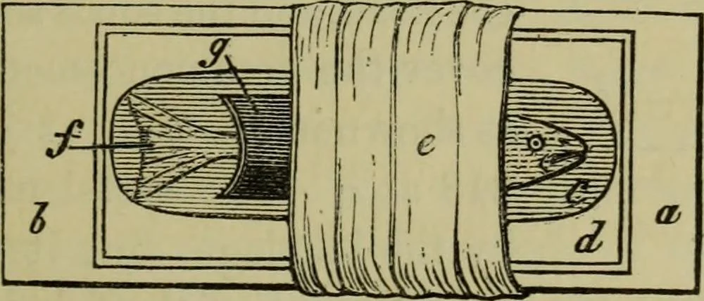 An illustration from A practical treatise on the use of the microscope, including the different methods of preparing and examining animal, vegetable, and mineral structures, 1848, leaf 376