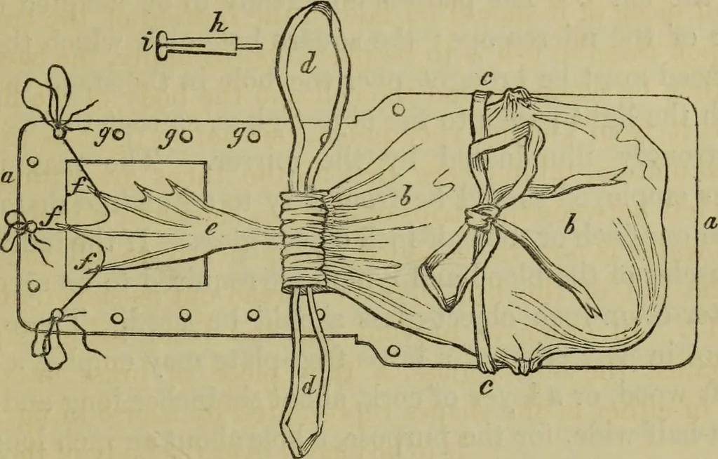 An illustration from A practical treatise on the use of the microscope, including the different methods of preparing and examining animal, vegetable, and mineral structures, 1848, leaf 378