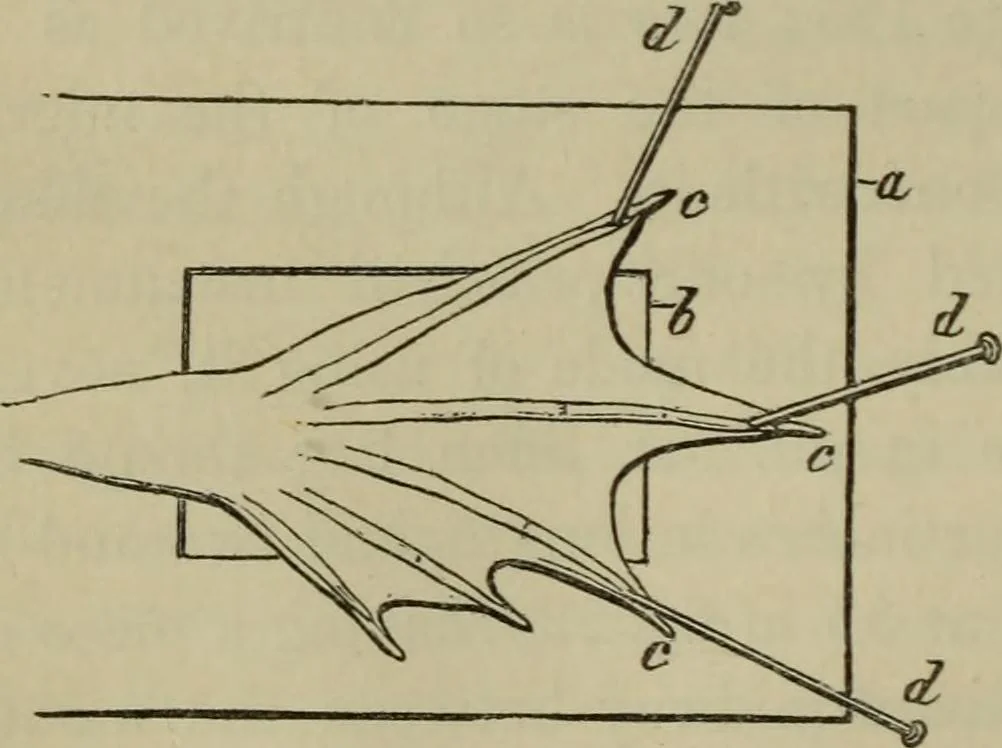 An illustration from A practical treatise on the use of the microscope, including the different methods of preparing and examining animal, vegetable, and mineral structures, 1848, leaf 379