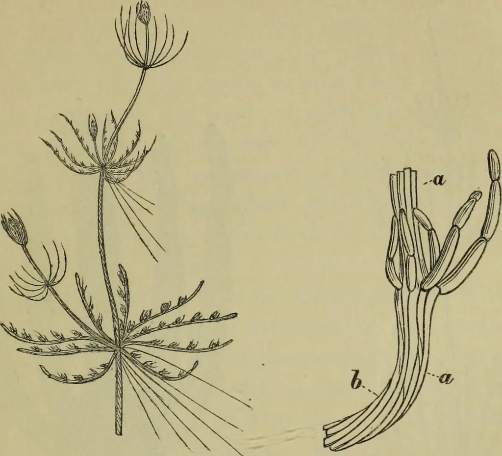 An illustration from A practical treatise on the use of the microscope, including the different methods of preparing and examining animal, vegetable, and mineral structures, 1848, leaf 384