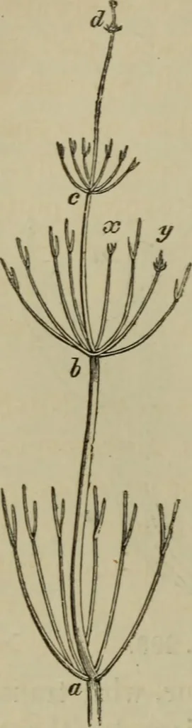 An illustration from A practical treatise on the use of the microscope, including the different methods of preparing and examining animal, vegetable, and mineral structures, 1848, leaf 385