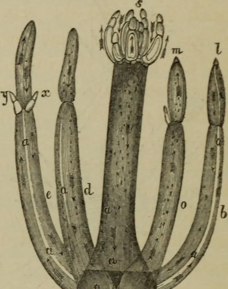 An illustration from A practical treatise on the use of the microscope, including the different methods of preparing and examining animal, vegetable, and mineral structures, 1848, leaf 385