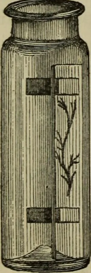An illustration from A practical treatise on the use of the microscope, including the different methods of preparing and examining animal, vegetable, and mineral structures, 1848, leaf 385