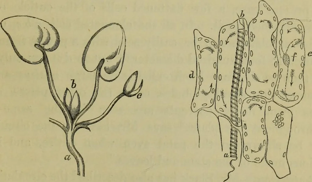 An illustration from A practical treatise on the use of the microscope, including the different methods of preparing and examining animal, vegetable, and mineral structures, 1848, leaf 386