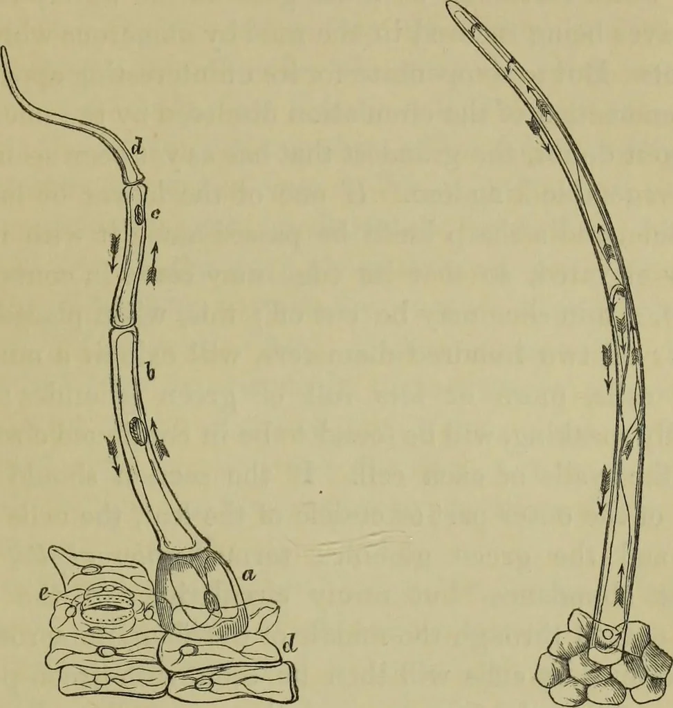 An illustration from A practical treatise on the use of the microscope, including the different methods of preparing and examining animal, vegetable, and mineral structures, 1848, leaf 388