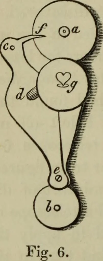 An illustration from A practical treatise on the use of the microscope, including the different methods of preparing and examining animal, vegetable, and mineral structures, 1848, leaf 45