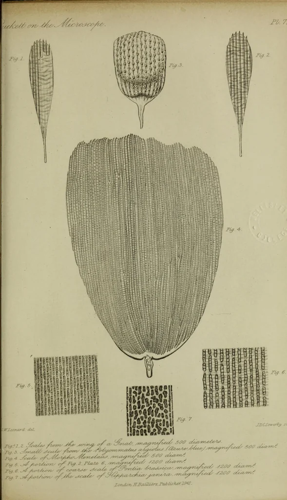 An illustration from A practical treatise on the use of the microscope, including the different methods of preparing and examining animal, vegetable, and mineral structures, 1848, leaf 500