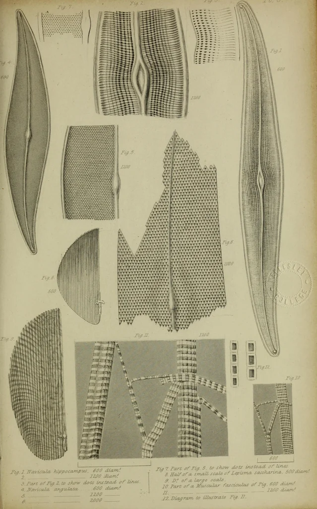 An illustration from A practical treatise on the use of the microscope, including the different methods of preparing and examining animal, vegetable, and mineral structures, 1848, leaf 502