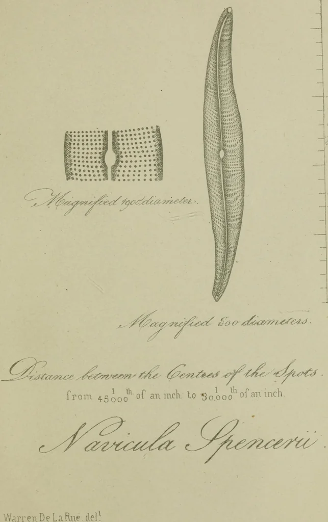 An illustration from A practical treatise on the use of the microscope, including the different methods of preparing and examining animal, vegetable, and mineral structures, 1848, leaf 504