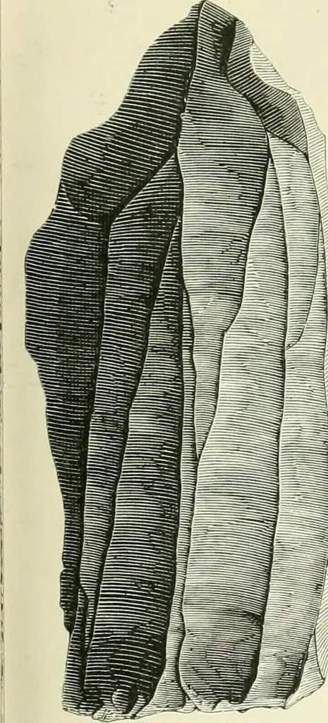 An illustration from Pre-historic times: as illustrated by ancient remains and the manners and customs of modern savages, 1900, leaf 144