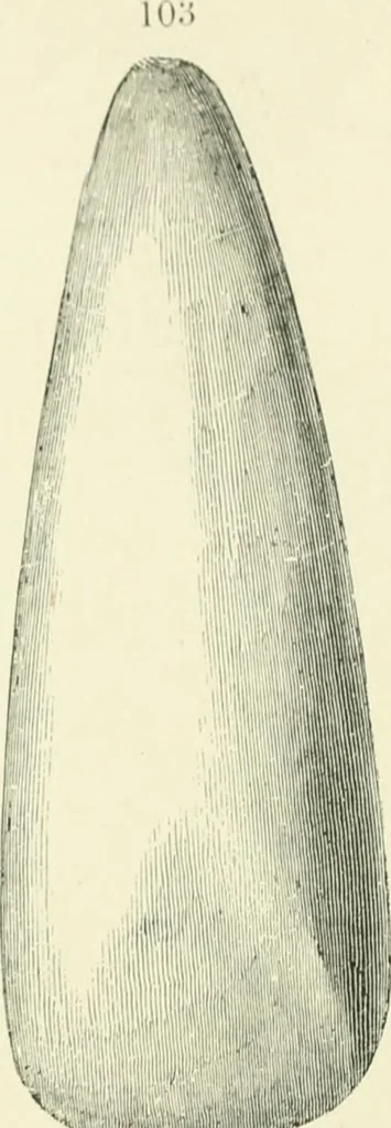 An illustration from Pre-historic times: as illustrated by ancient remains and the manners and customs of modern savages, 1900, leaf 157