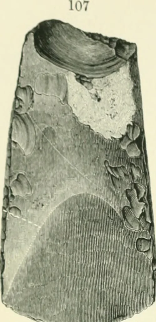 An illustration from Pre-historic times: as illustrated by ancient remains and the manners and customs of modern savages, 1900, leaf 161