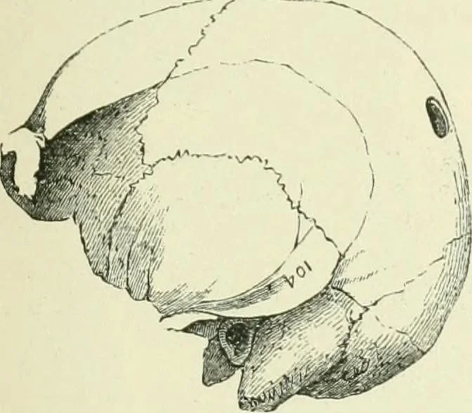 An illustration from Pre-historic times: as illustrated by ancient remains and the manners and customs of modern savages, 1900, leaf 236