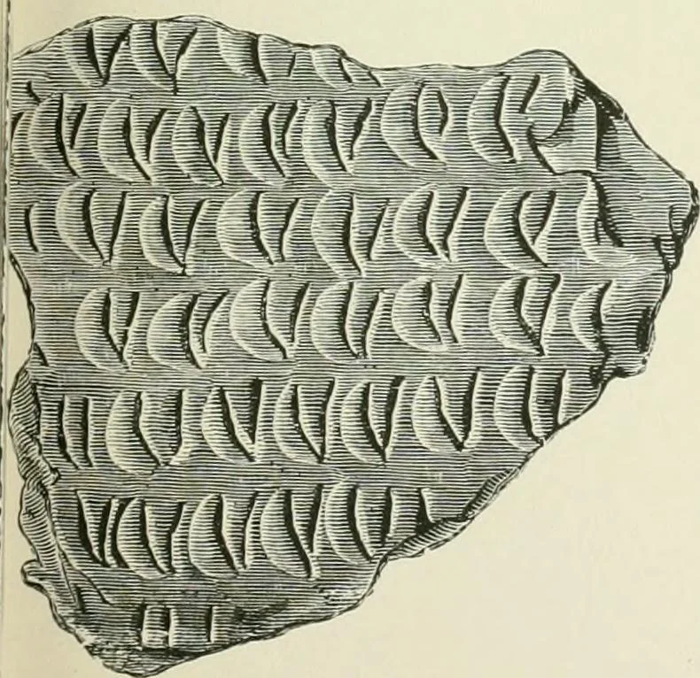 An illustration from Pre-historic times: as illustrated by ancient remains and the manners and customs of modern savages, 1900, leaf 238