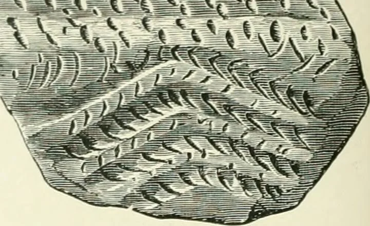 An illustration from Pre-historic times: as illustrated by ancient remains and the manners and customs of modern savages, 1900, leaf 241