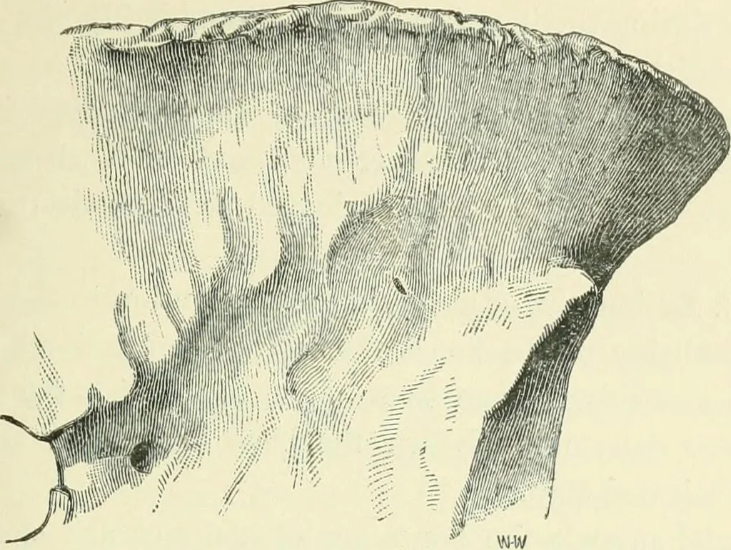 An illustration from Pre-historic times: as illustrated by ancient remains and the manners and customs of modern savages, 1900, leaf 284