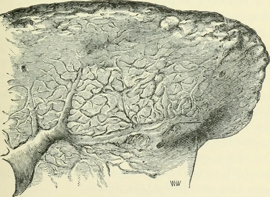 An illustration from Pre-historic times: as illustrated by ancient remains and the manners and customs of modern savages, 1900, leaf 284