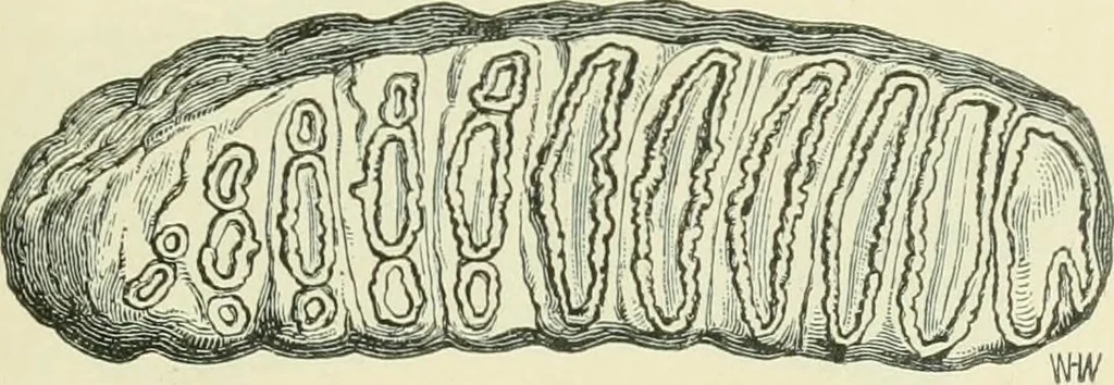 An illustration from Pre-historic times: as illustrated by ancient remains and the manners and customs of modern savages, 1900, leaf 368
