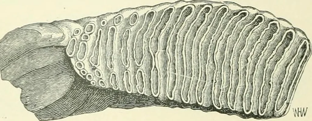 An illustration from Pre-historic times: as illustrated by ancient remains and the manners and customs of modern savages, 1900, leaf 369