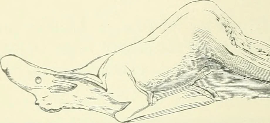 An illustration from Pre-historic times: as illustrated by ancient remains and the manners and customs of modern savages, 1900, leaf 411