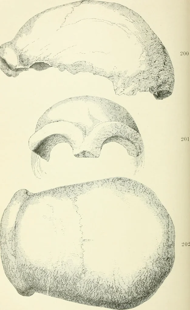 An illustration from Pre-historic times: as illustrated by ancient remains and the manners and customs of modern savages, 1900, leaf 417