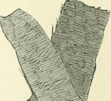 An illustration from Pre-historic times: as illustrated by ancient remains and the manners and customs of modern savages, 1900, leaf 99