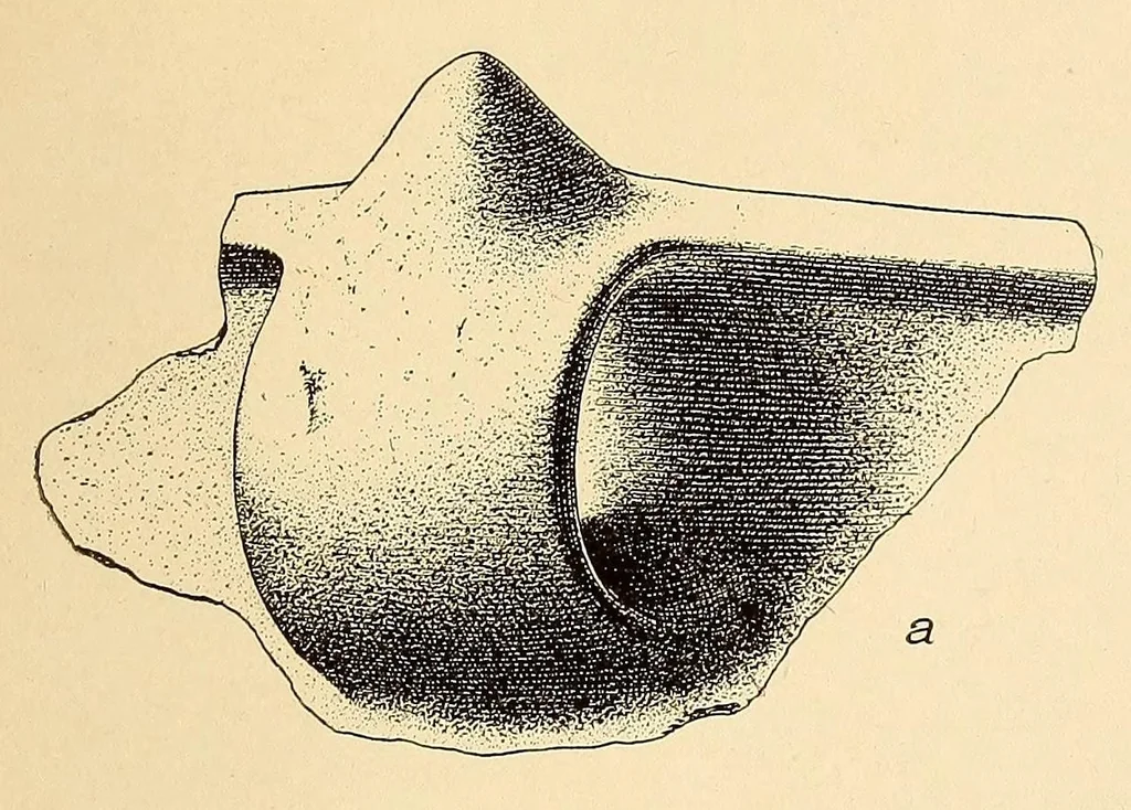 An illustration from Prehistoric objects from a shell-heap at Erin bay, Trinidad, 1914, leaf 15
