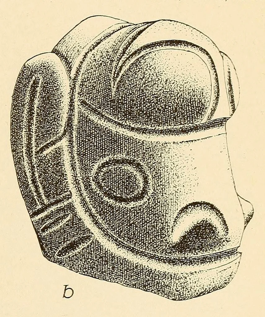 An illustration from Prehistoric objects from a shell-heap at Erin bay, Trinidad, 1914, leaf 27