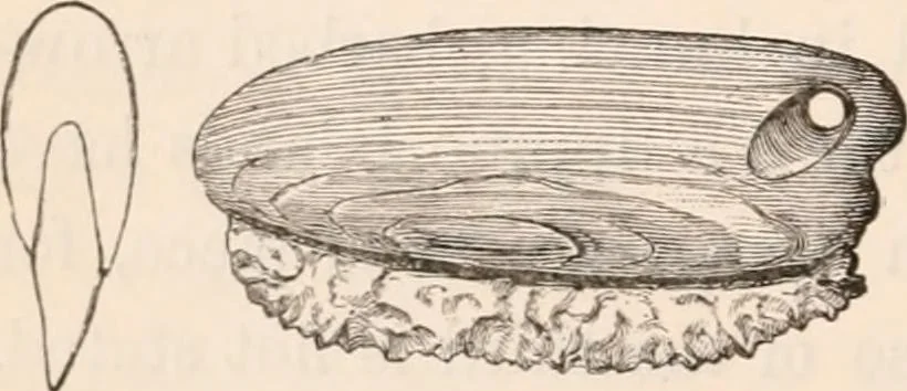 An illustration from Pre-historic times, as illustrated by ancient remains and the manners and customs of modern savages, 1892, leaf 141