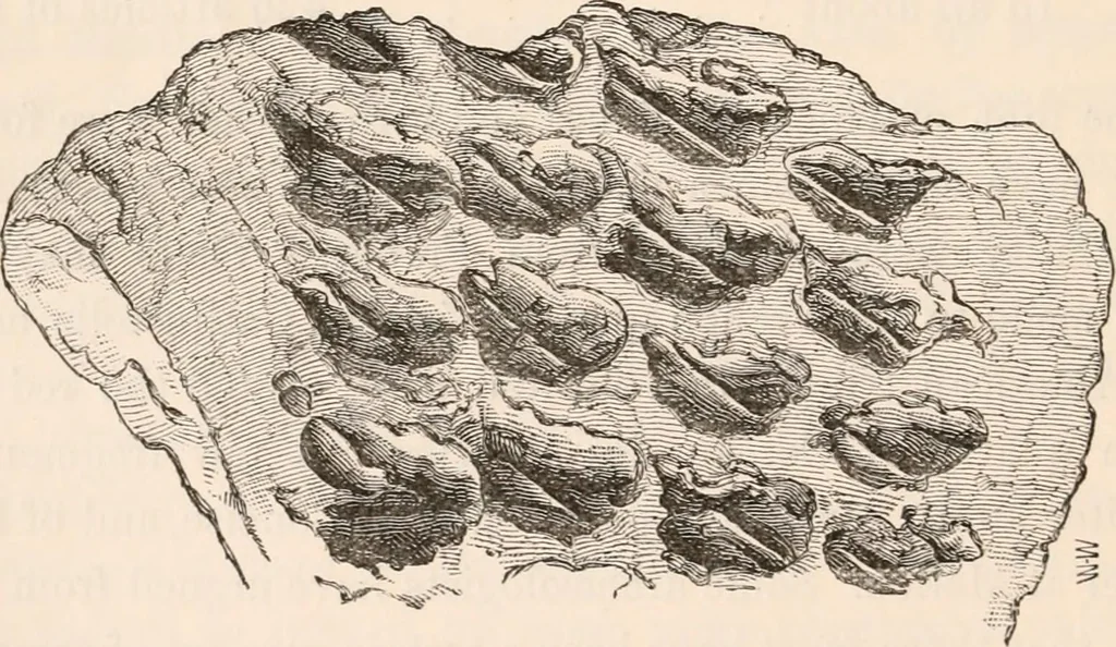 An illustration from Pre-historic times, as illustrated by ancient remains and the manners and customs of modern savages, 1892, leaf 233