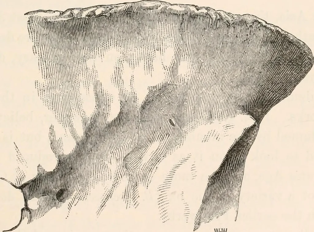 An illustration from Pre-historic times, as illustrated by ancient remains and the manners and customs of modern savages, 1892, leaf 242