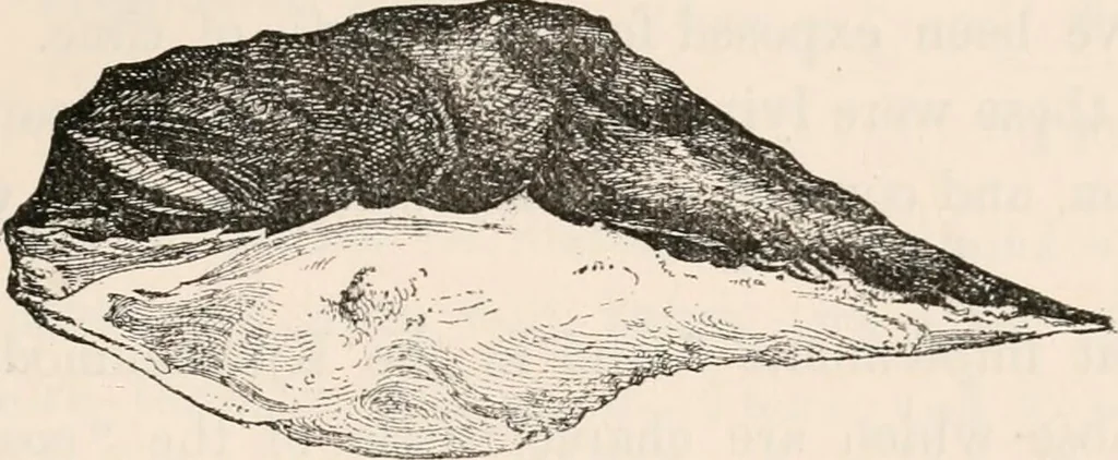 An illustration from Pre-historic times, as illustrated by ancient remains and the manners and customs of modern savages, 1892, leaf 276