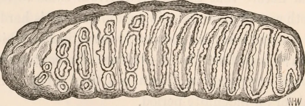 An illustration from Pre-historic times, as illustrated by ancient remains and the manners and customs of modern savages, 1892, leaf 329