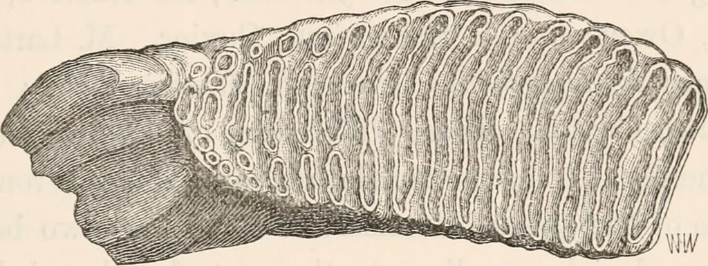 An illustration from Pre-historic times, as illustrated by ancient remains and the manners and customs of modern savages, 1892, leaf 330