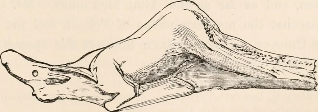 An illustration from Pre-historic times, as illustrated by ancient remains and the manners and customs of modern savages, 1892, leaf 370