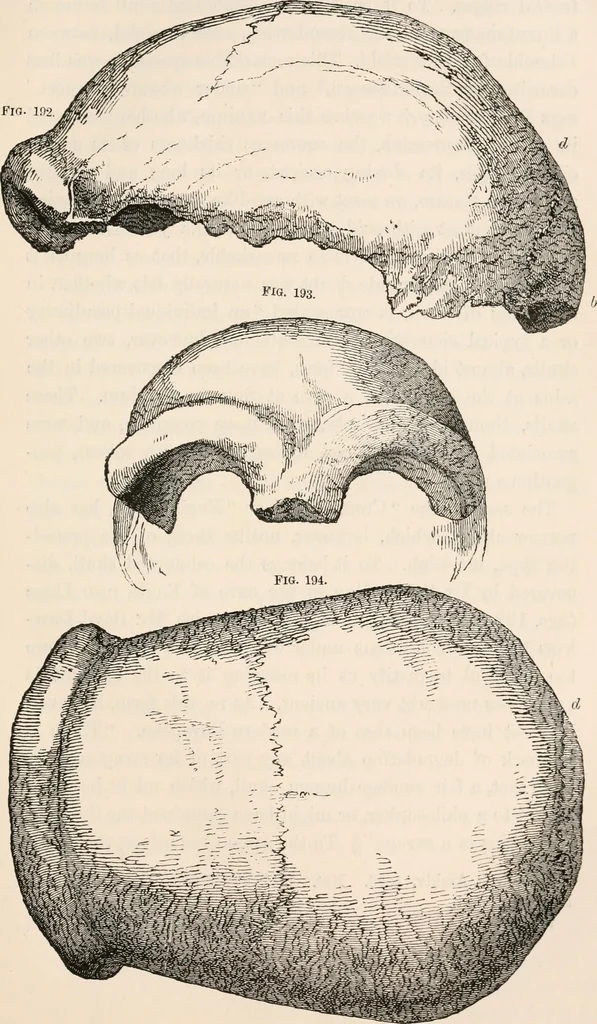 An illustration from Pre-historic times, as illustrated by ancient remains and the manners and customs of modern savages, 1892, leaf 374