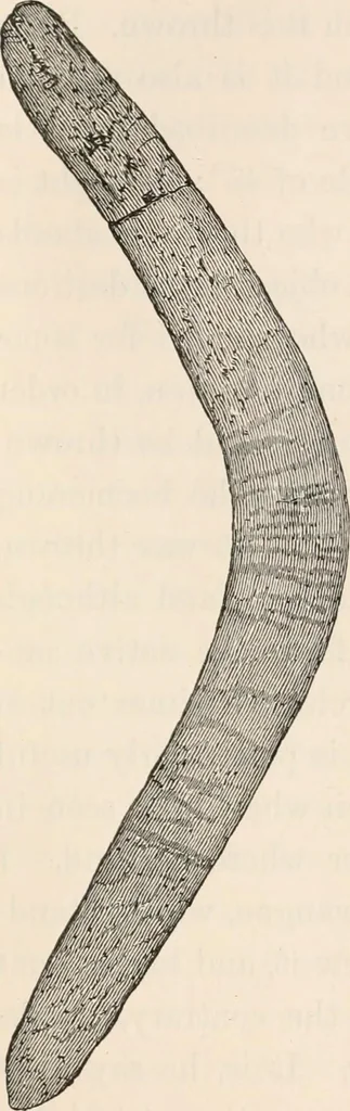An illustration from Pre-historic times, as illustrated by ancient remains and the manners and customs of modern savages, 1892, leaf 482