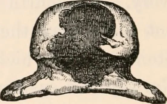 An illustration from Pre-historic times, as illustrated by ancient remains and the manners and customs of modern savages, 1892, leaf 545