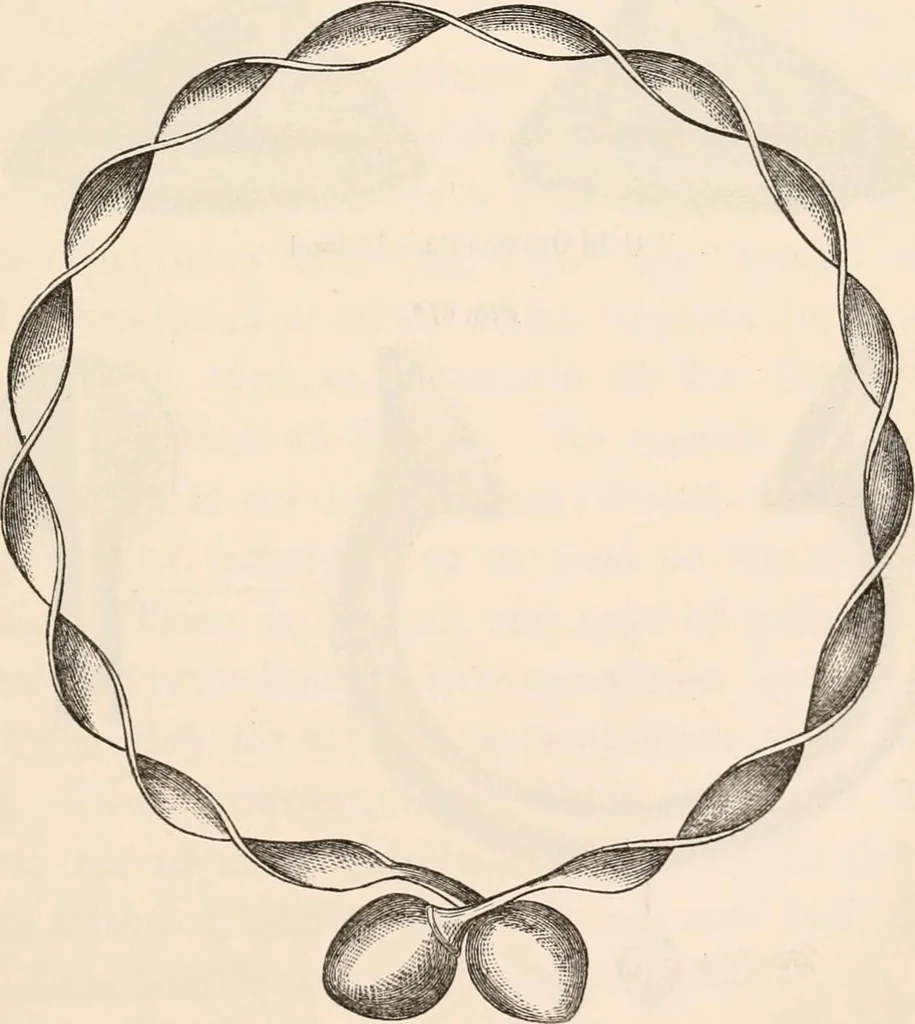 An illustration from Pre-historic times, as illustrated by ancient remains and the manners and customs of modern savages, 1892, leaf 74