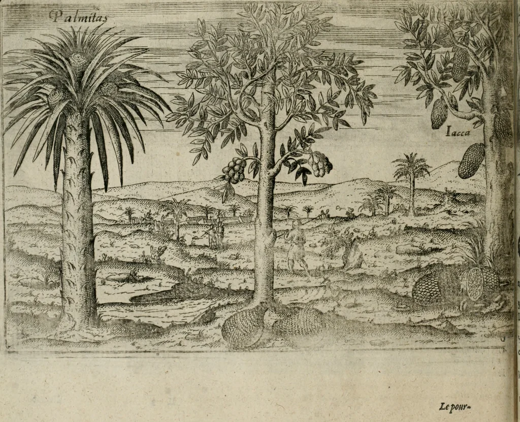 An illustration from Premier livre de l'histoire de la navigation aux Indes Orientales, par les hollandois, et des choses a eux advenues : ensemble les conditions, les meurs, & manieres de vivres des nations, par eux abordees : plus les monnoyes, espices, drogues, & marchandises, & le pris d'icelles : davantage les decouvremens & apparences, situations, & costes maritimes des contrees : avec le vray pourtrait au vif des habitans : le tout par plusieurs figures illustré : tres-recreatif a lire a tous navigans & amateurs des navigations lointaines, ez terres estrangeres, 1609, leaf 83