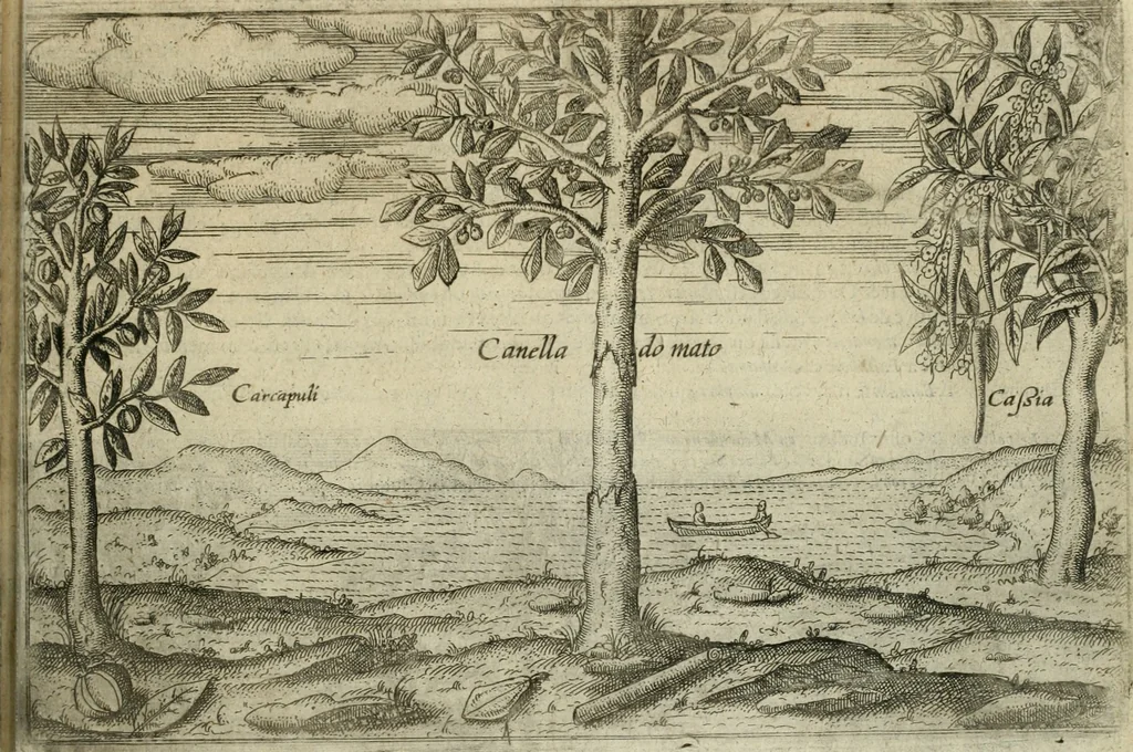 An illustration from Premier livre de l'histoire de la navigation aux Indes Orientales, par les hollandois, et des choses a eux advenues : ensemble les conditions, les meurs, & manieres de vivres des nations, par eux abordees : plus les monnoyes, espices, drogues, & marchandises, & le pris d'icelles : davantage les decouvremens & apparences, situations, & costes maritimes des contrees : avec le vray pourtrait au vif des habitans : le tout par plusieurs figures illustré : tres-recreatif a lire a tous navigans & amateurs des navigations lointaines, ez terres estrangeres, 1609, leaf 84