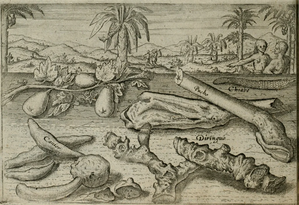 An illustration from Premier livre de l'histoire de la navigation aux Indes Orientales, par les hollandois, et des choses a eux advenues : ensemble les conditions, les meurs, & manieres de vivres des nations, par eux abordees : plus les monnoyes, espices, drogues, & marchandises, & le pris d'icelles : davantage les decouvremens & apparences, situations, & costes maritimes des contrees : avec le vray pourtrait au vif des habitans : le tout par plusieurs figures illustré : tres-recreatif a lire a tous navigans & amateurs des navigations lointaines, ez terres estrangeres, 1609, leaf 85